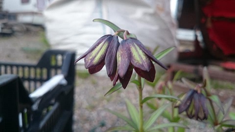 Fritillaria chamschatcensis - 9cm pot